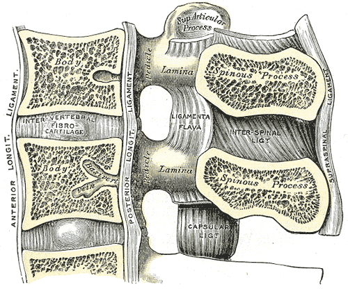 Diagram showing the structure of the spine, including vertebrae, spinal cord, and surrounding tissues.